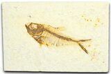 Fossil Fish (Diplomystus) - Wyoming #360743-1